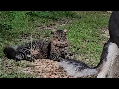 Animal cam: Benji and Jake on watch