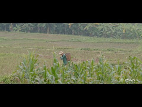 Film corporate MANE — sourcing benjoin Siam au Vietnam