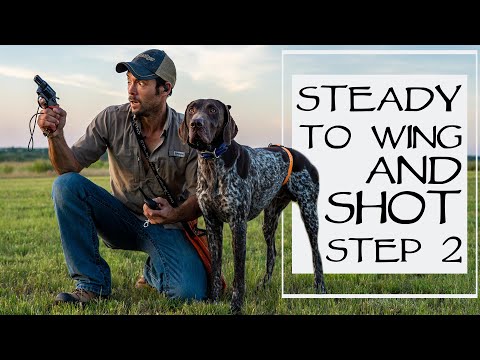 Hunting Dog Training - Steady To Wing and Shot - Step 2
