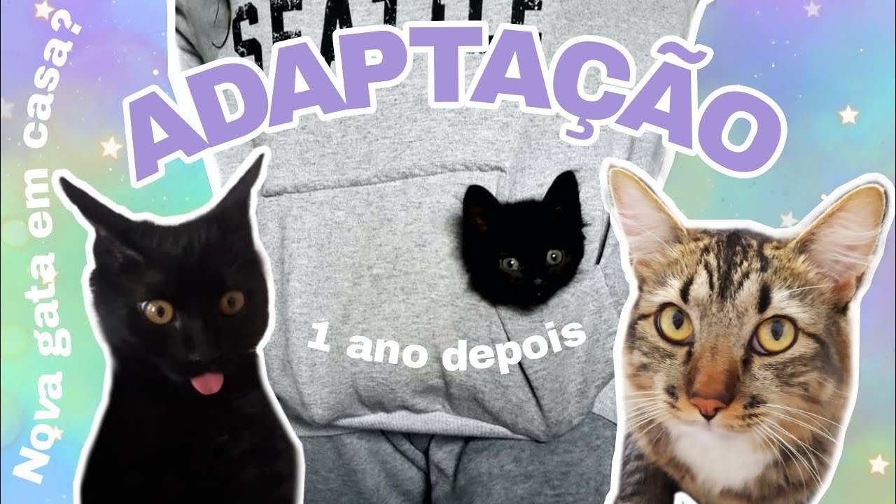 Como acostumar um gato com outro gato filhote: 1 ano depois da chegada da Lola em casa  - Adaptação