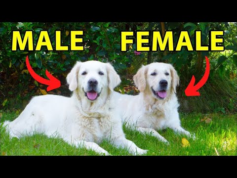 Male vs. Female Golden Retriever: 10 Differences Between Them