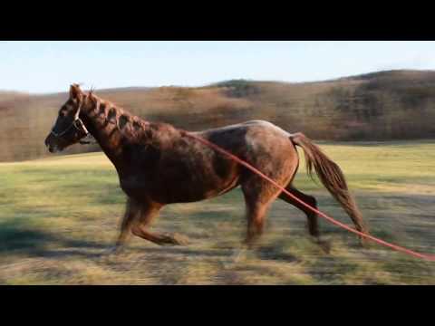 Le Tigre, Progress November 13- Jan 09