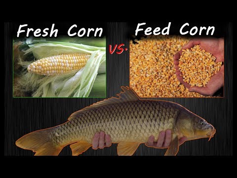 Carp Bait Challenge: Feed Corn vs. Fresh Corn