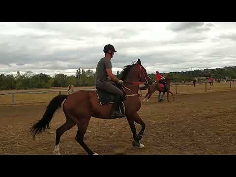 Festetics-vágta döntő  2022.