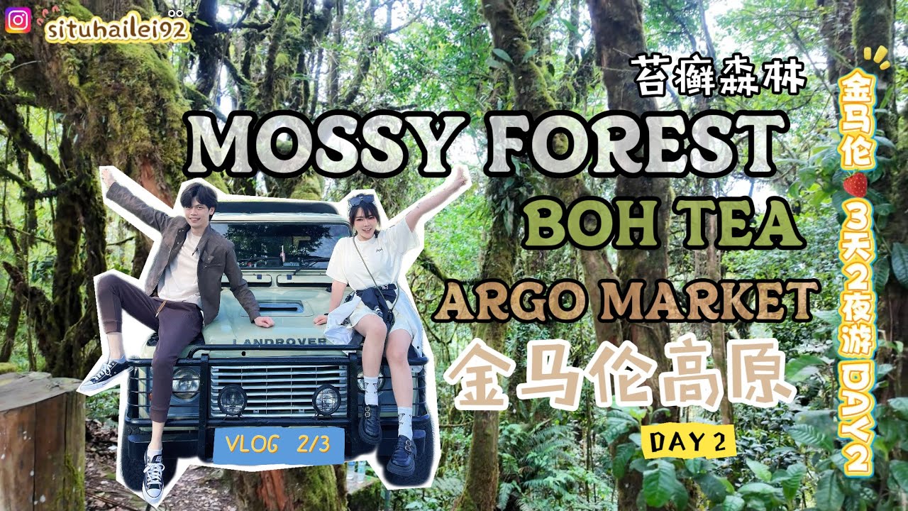 #金马伦高原🍓苔藓森林 | BOH TEA | Argo Market🌺  | DAY2 VLOG