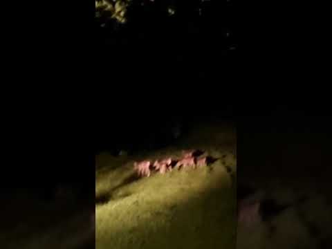 Nam Cat Tien national park - some animals