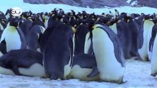 Pinguin 2minshow 11 - 04-2021 Spreek 10 video