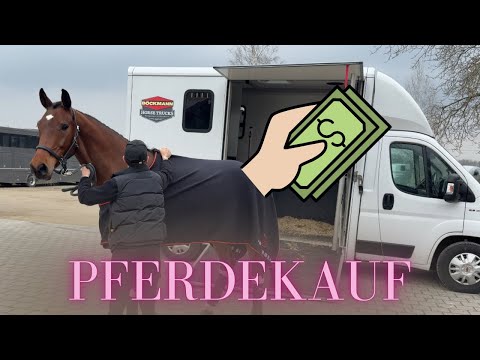 HORSE BUYING - I'm picking up my new horse! 🐴🚛😍