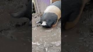 Penny making her mud hole a little more comfortable.