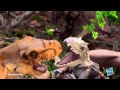 Jurassic World Australia | T Rex 30 second commercial