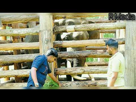 ഇവനെ മെരുക്കാൻ 2 വർഷമെടുക്കും . പാപ്പാന്മാർ പറഞ്ഞത് . PT 7 Vikram Kumki Dhoni elephant kalloor komba