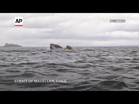 Video of Kayaker Swallowed Whole by Humpback Whale Off Coast