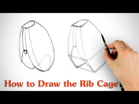 肋骨ケージの描き方-アーティストのための人体解剖学 (How to Draw the Rib Cage - Human Anatomy for Artists)