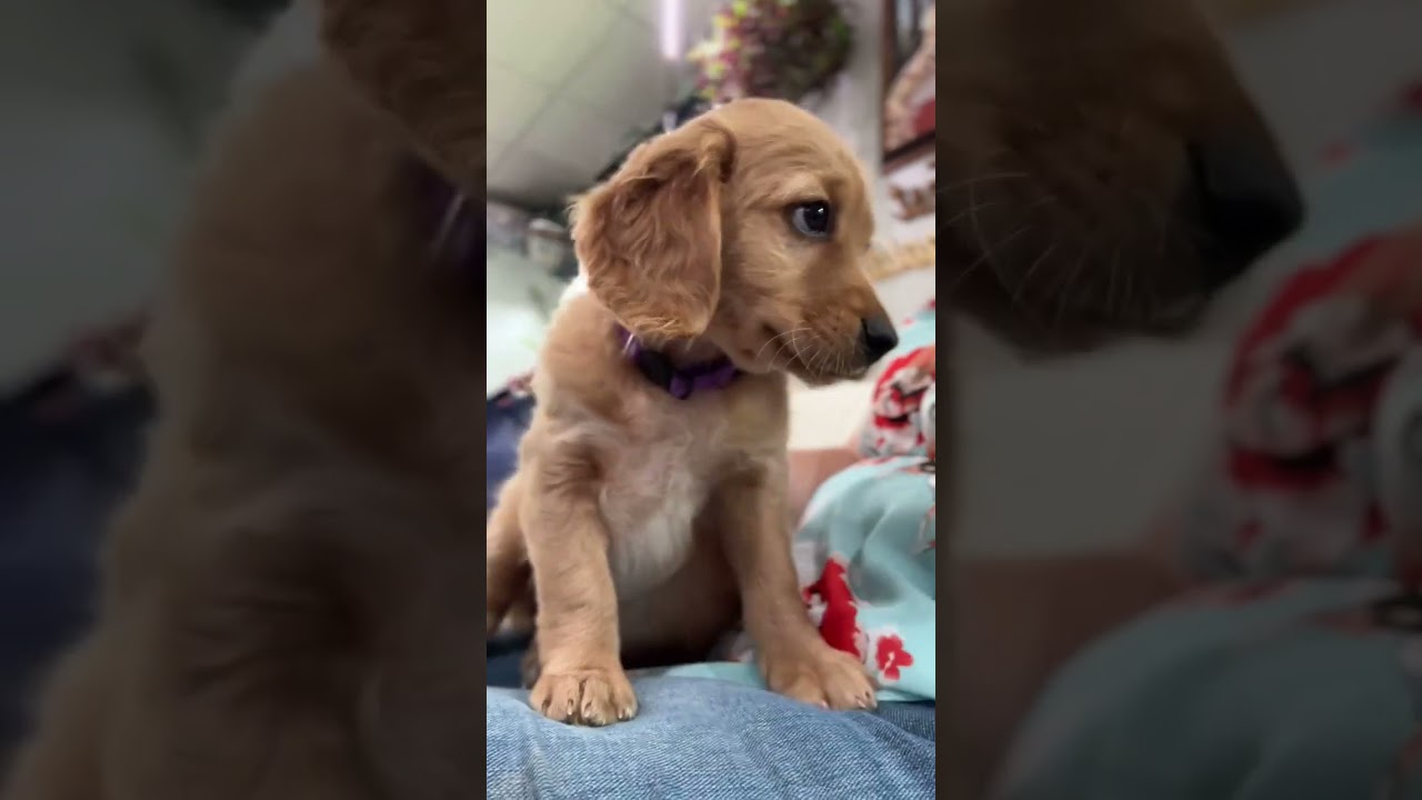 It’s a beautiful mini golden life