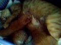 Cat Love Mamy Popy Nenenin