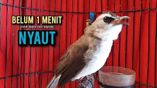 Download lagu trucukan gacor TARUNG ROPEL PANJANG pancingan trucukan agar bunyi jadikan burung trucuk gacor NYAUT mp3