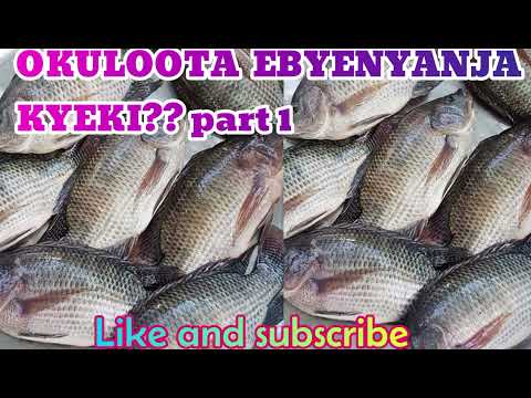 𝙊𝙆𝙐𝙇𝙊𝙊𝙏𝘼 𝙀𝘽𝙔𝙀𝙉𝙔𝘼𝙉𝙅𝘼  𝙀𝘽𝙄𝘽𝙄𝙎𝙄 𝙆𝙔𝙀𝙆𝙄??