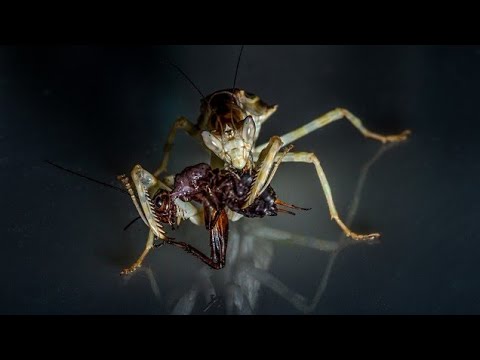 Documental - insectos mortales