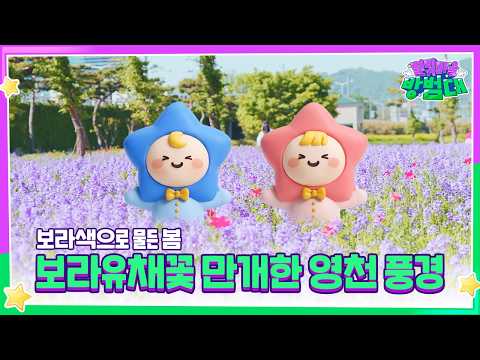 영천에 봄이 보라색으로 피었습니다