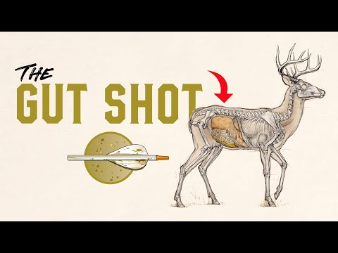 Hit a Deer in the Guts? Here’s What to Look for and What to do Next While Deer Hunting