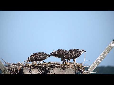 Osprey Chicks Fighting over Fish