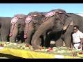 Ringling Elephant Thanksgiving