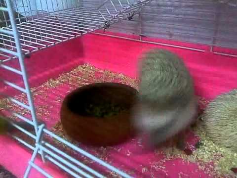 wow wow ,madam FuFu runing