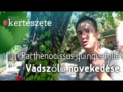 Vadszőlő növény növekedése - Parthenocissus tricuspidata - Megyeri Kertészet Győr