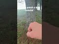 How to punch a tree
