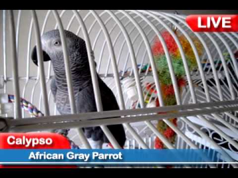 Welcome to Bird Talk -- with Calypso
