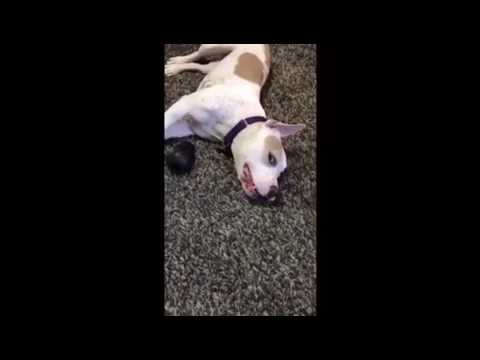 Charlotte, an adopted American Bulldog & Pit Bull Terrier Mix in Pasadena, CA_image-1