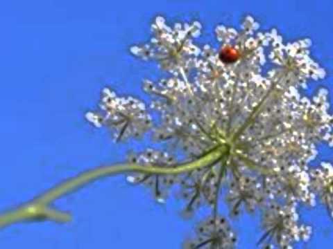 Hristos se naste- Ilie Belciu