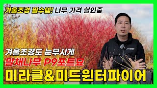 겨울 정원의 포인트! 말채나무 미라클 & 미드윈터파이어 할인✨