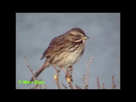 download lagu mp3 mp4 Bruant Chanteur, download lagu Bruant Chanteur gratis, unduh video klip Bruant Chanteur