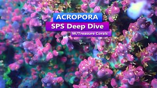 Acropora - SPS Deep Dive with Treasure Corals