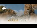Mufasa The Lion King Kiara Meets Baby Kion Clip I Disney TVA Live Action Adaptations