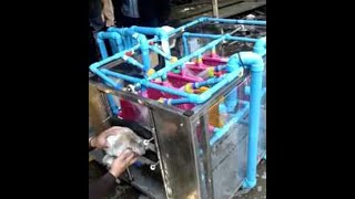 faze tari masina de spalat caini