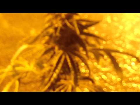 Lady sativa genetics