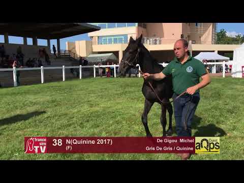 Show AQPS Lion 2017 : Lot 38 - N(Quinine 2017)