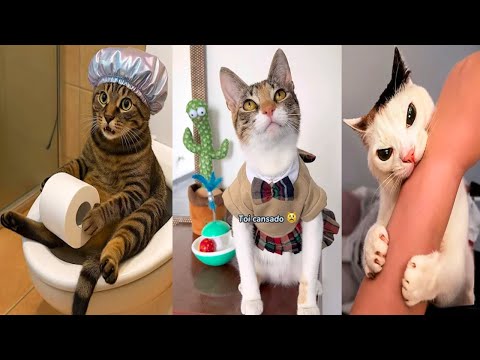 BRUSCHIMICHIS 😹 | Los Gatos Más Chiflados del Internet