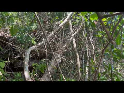CACHOEIRA - SÃO BENTO DO TOCANTINS - TO