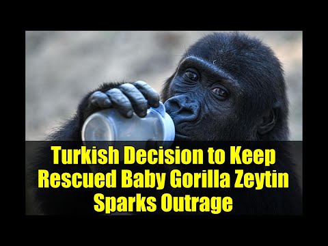 Turkish Decision to Keep Rescued Baby Gorilla Zeytin Sparks Outrage | Nigerian NGO Reacts