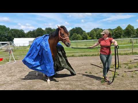 Verbeter de Band met jouw Paard: Ontdek EQUISTE