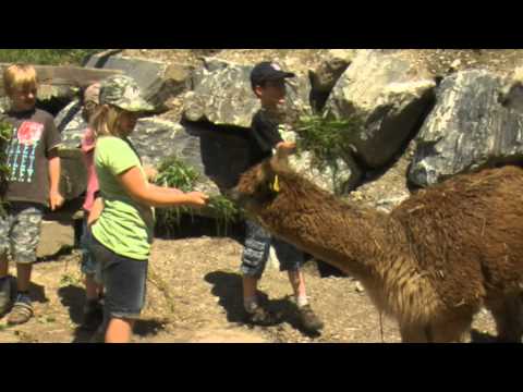 Manfred und das Bergdorf der Tiere in der Region Hochkönig