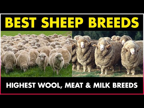 , title : 'Best SHEEP BREEDS in India | Highest MEAT & WOOL Producing Sheep Breeds | SHEEP FARMING in India'