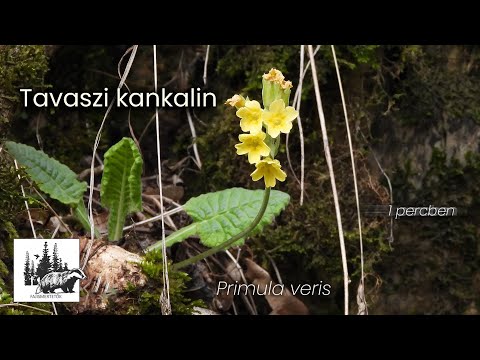 Tavaszi kankalin
