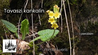 Tavaszi kankalin – fajismertető videó