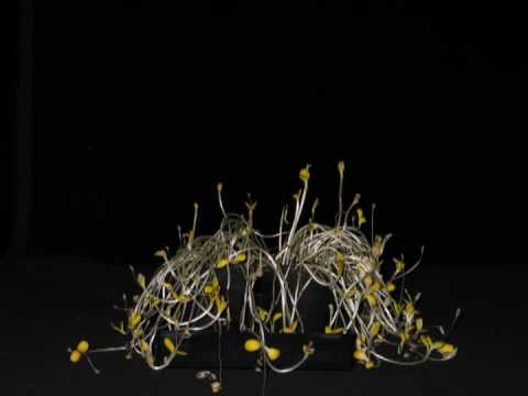 sunflower,  timelaps, Zeitraffer, dark grown, Sonnenblume