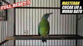 Download lagu MASTERAN CUCAK CUNGKOK BETINA FULL BESETAN KASAR mp3
