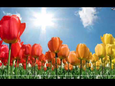 Mitali    Wish you Happy Birthday